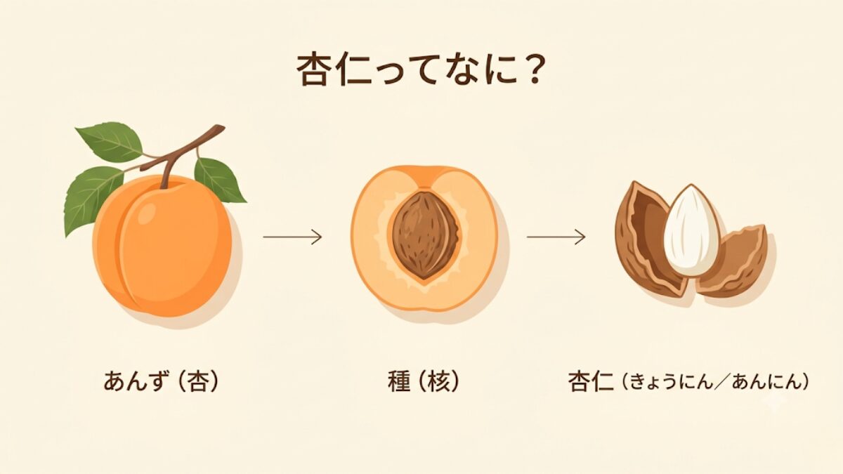 杏仁がアンズの種の核にある白い実であることを、アンズの実・種・杏仁の順に図解したインフォグラフィック